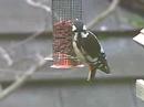 Greater Spotted Woodpecker