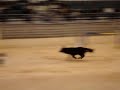 Manuel Moreira / Lassie - agility team - Taça Portugal CPC 2009