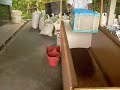 vermicompost harvesting