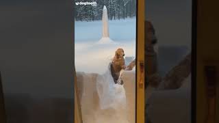 Golden Retrievers Dive Into 40 Inches of Snow  Dog