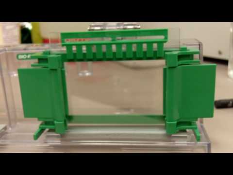 sds gel electrophoresis