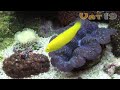 Ambient Water DVD: The Ultimate Video Aquarium Trailer Ambient Water DVD: The Ultimate Video Aquarium Trailer
