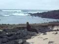 videos de Omer Galapagos
