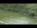 PESCANDO TRAIRAS PESCANDO TRAIRAS