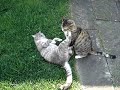 catasticcatastrophe catasticcatastrophe