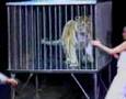 Hans Klok caught by tiger
