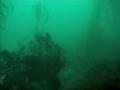 Scuba dive at Macabee Beach, Monterey