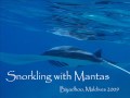 Snorkling with Manta Ray`s, Biyadhoo, Maldives 2009