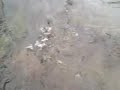 Carp's egg laying in nodai river
