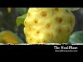 Noni
