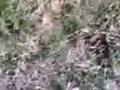 videos de esplosione