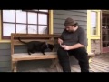 Видео - Бомбейская кошка