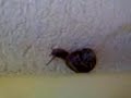 Escargot