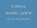 Kittens 2008 deel 1.wmv Kittens 2008 deel 1.wmv