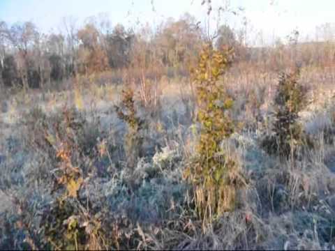 how to transplant russian olive trees