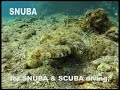 snuba diving in eilat israel