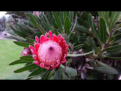 how to replant a protea