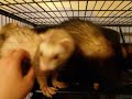 Isabella, Izelina, Liam, Santos, and Kazi! 5 Sweet Ferrets Isabella, Izelina, Liam, Santos, and Kazi! 5 Sweet Ferrets