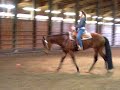 ZIP UP YOURS - AQHA BAY GELDING ZIP UP YOURS - AQHA BAY GELDING