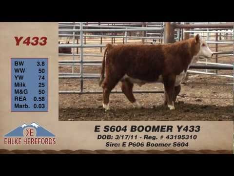 E S604 Boomer Y433