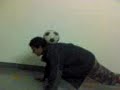 mah skillfull skill mah skillfull skill