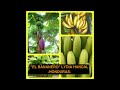 EL BANANERO - LYDIA HANDAL- HONDURAS