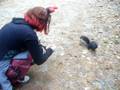 videos de Glomp Game Squirllie!
