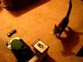 I taught my Kitten to Fetch