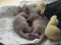 Baby Fossas (born June 5, 2007).-Both males in incubator-Eyes and ears are sealed shut-Being fed a formula consisting of KMR liquid from bottles 7 times a day-Mother lost interest in them after 3 days of giving birth-Fossa's are relatives of the Mongoose and can weigh up to 65lbs.-Native to Madagascar-CarnivoresVideotaped at the San Diego Zoo's nursery