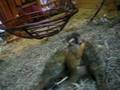 affis im vivarium