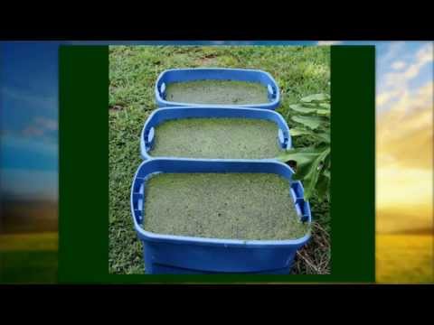 how to harvest duckweed
