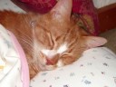 My cat Pumpkin