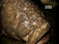 River Monsters - Gigantic Queensland Grouper