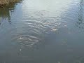 mud pond growouts