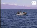 Intentan salvar a la trucha autóctona del lago macedonio de Ohrid
