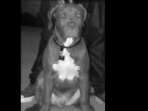 bandog