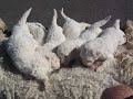 Nursing Komondor puppies Nursing Komondor puppies