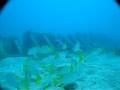 Green Moray Eel