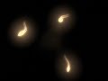 Micro-organisms Micro-organisms