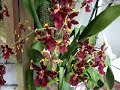 Oncidium - Colmanara Wildcat Orchid Care Oncidium - Colmanara Wildcat Orchid Care