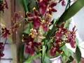 Oncidium - Colmanara Wildcat Orchid Care