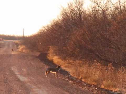 240 acres Vernon, TX