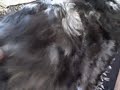 Mar 29 2008 - VID00003