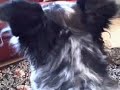 Mar 29 2008 - VID00003