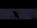 Super Honey Bees Super Honey Bees