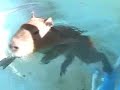 Rub-a-Dub-Dub, Caplin in a Tub Rub-a-Dub-Dub, Caplin in a Tub