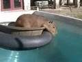 Rub-a-Dub-Dub, Caplin in a Tub