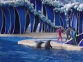 dolphins