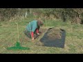 Planting a Formal Hedge Planting a Formal Hedge
