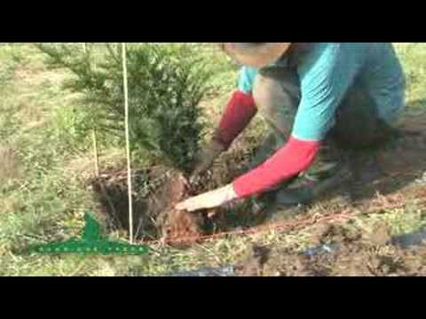 how to replant a hedge